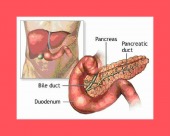 PANCREAS image healthtips images