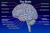 brain image healthtips images